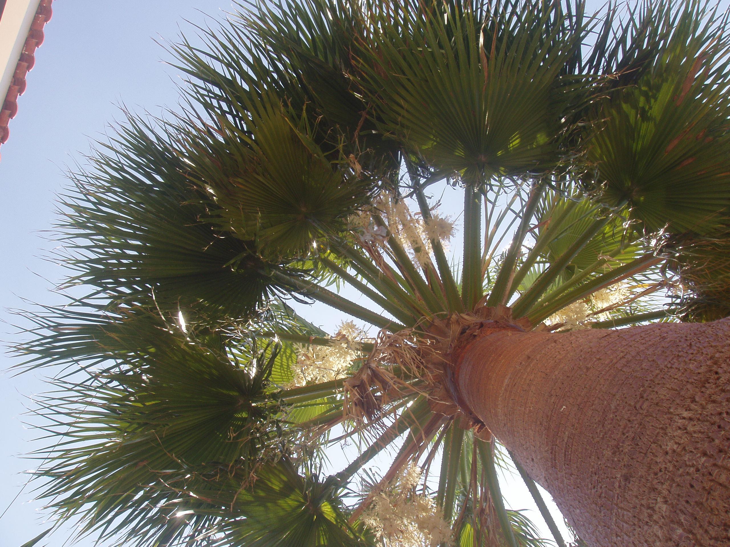 Paradise Apartahotel 3*